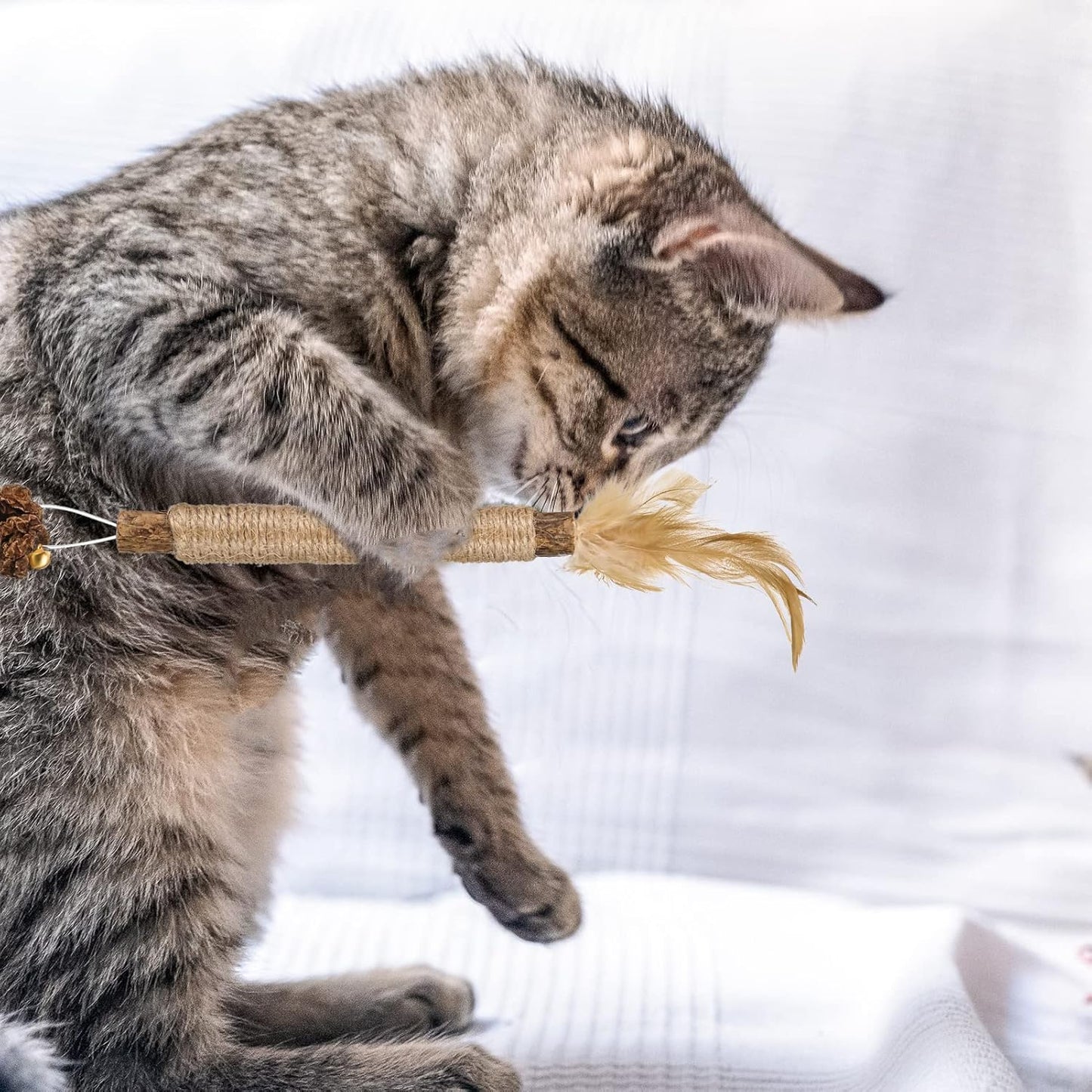 Katzenminze Zahnpflege-Sticks
